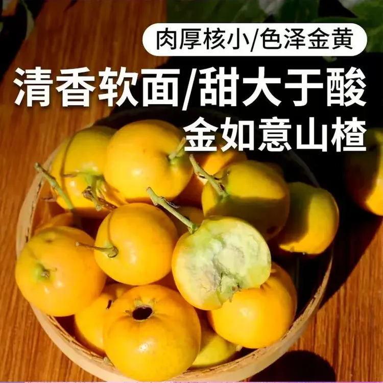 新鲜山东黄色山楂鲜果特产金如意九甜一酸糖葫芦山楂雪球糖炒山楂