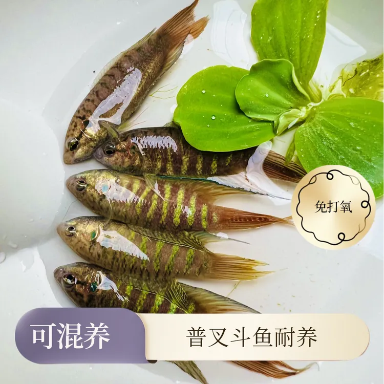 活体中国斗鱼淡水耐养小型观赏鱼包邮无需打氧