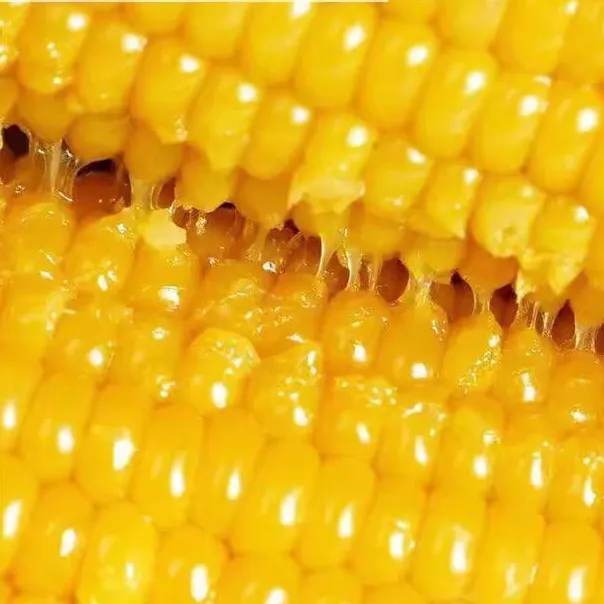 黄甜糯黄糯玉米种子香甜黄粘玉米种籽四季播高产大田玉米种子早熟