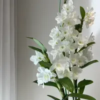 【云舍花卉】100口径【白雪公主】石斛兰盆栽【带原盆】 满两单鲜花包邮