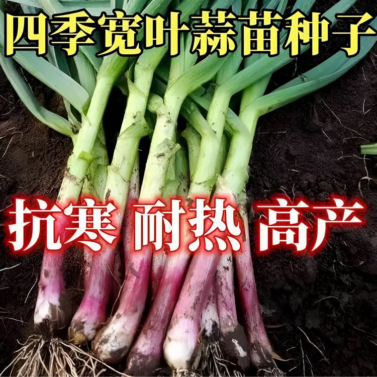 紫皮蒜苗种子家庭阳台小院盆栽地栽四季种植
