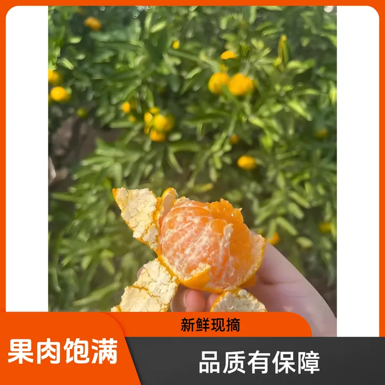 台州临海高山无籽蜜橘当季新鲜水果 现摘现发