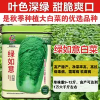 绿如意大白菜种子高抗病高产白菜种子基地用真好吃下锅烂高端品种