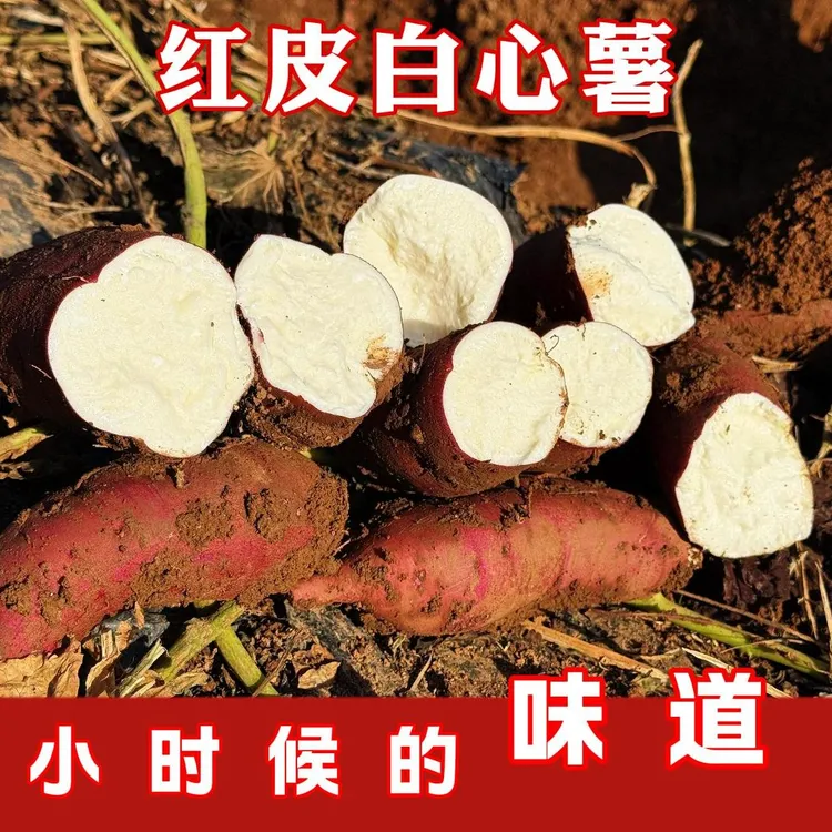 太行山上红土地里新鲜现挖红皮白芯红薯坏果包赔