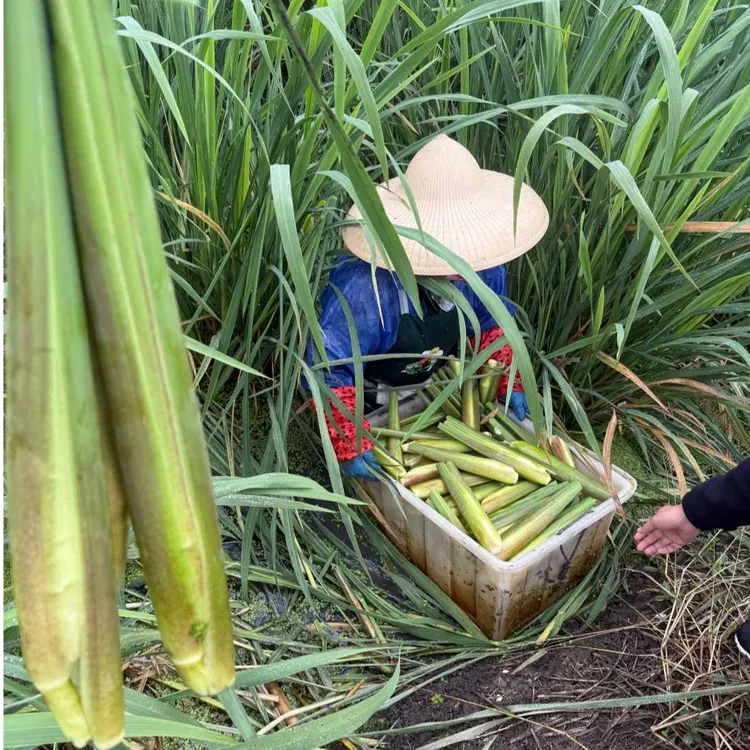 高产茭白苗现挖双季茭笋苗早熟优质茭瓜苗养虾养鱼池塘水田套养