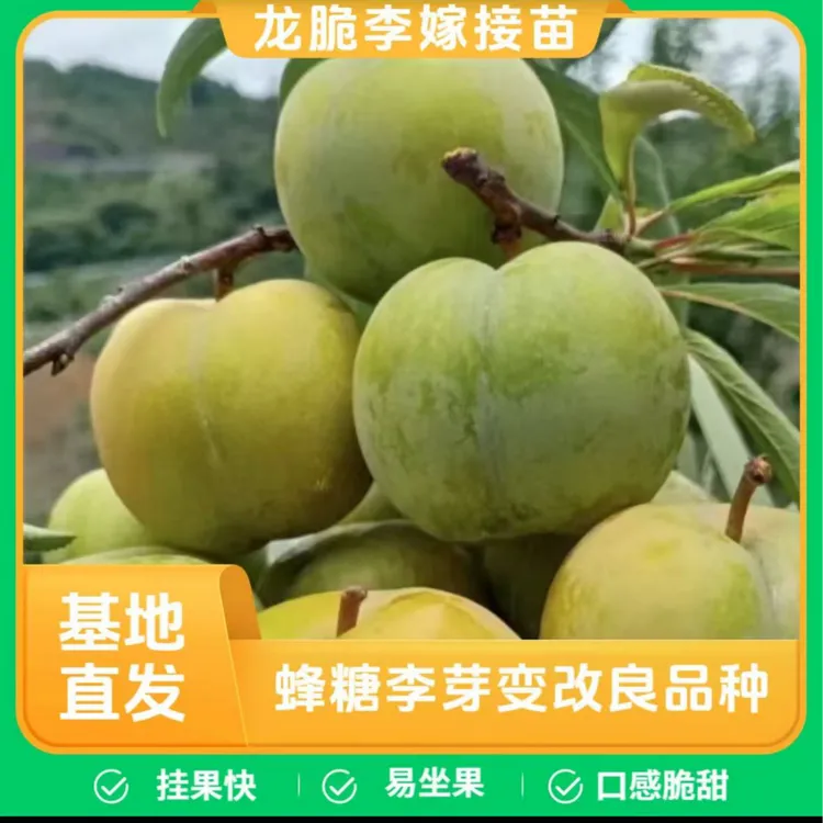 6-7月成熟 龙脆李 蜂糖李优系 蜂糖李芽变改良嫁接培育