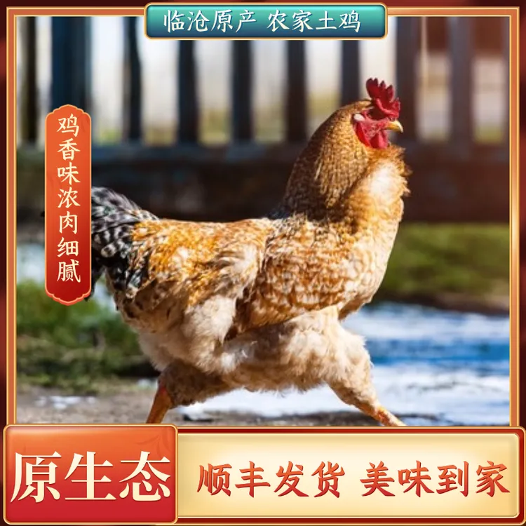 云南临沧正宗林下放养走地鸡不喂饲料 现宰现杀顺丰冷链1斤/4斤装