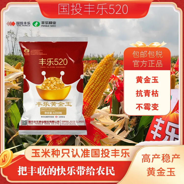 【国投丰乐】丰乐520玉米种子抗倒伏抗旱耐涝无穗腐