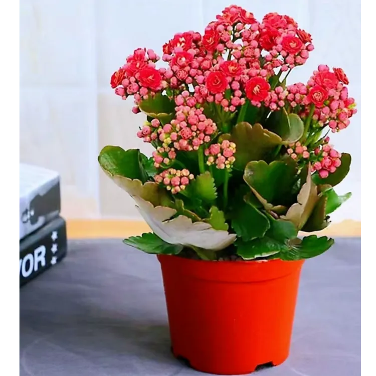 【新疆包邮】长寿花
