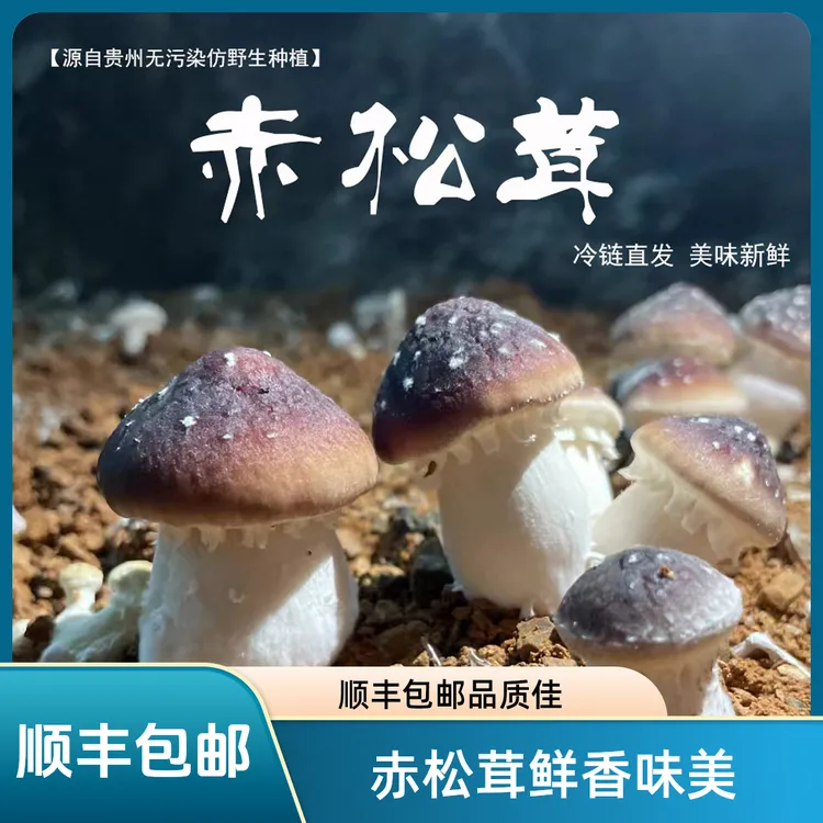 【顺丰包邮】贵州农家仿野生新鲜赤松茸姬松茸菌菇煲汤蘑菇火锅当季