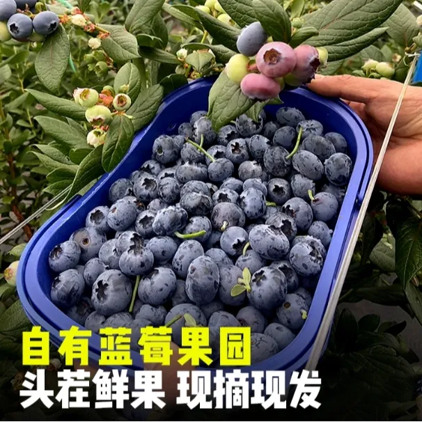 【个大饱满18mm++】云南高山新鲜蓝莓现摘现发应季水果坏果包赔直供