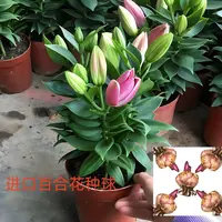 香水百合进口种球重瓣四季开花室内外盆栽观花植物鲜花好养活花卉
