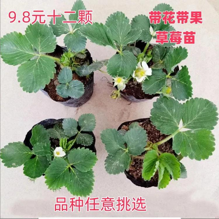 9.8十二颗带花带果草莓原土草莓苗四季结果草莓秧苗盆栽地栽阳台