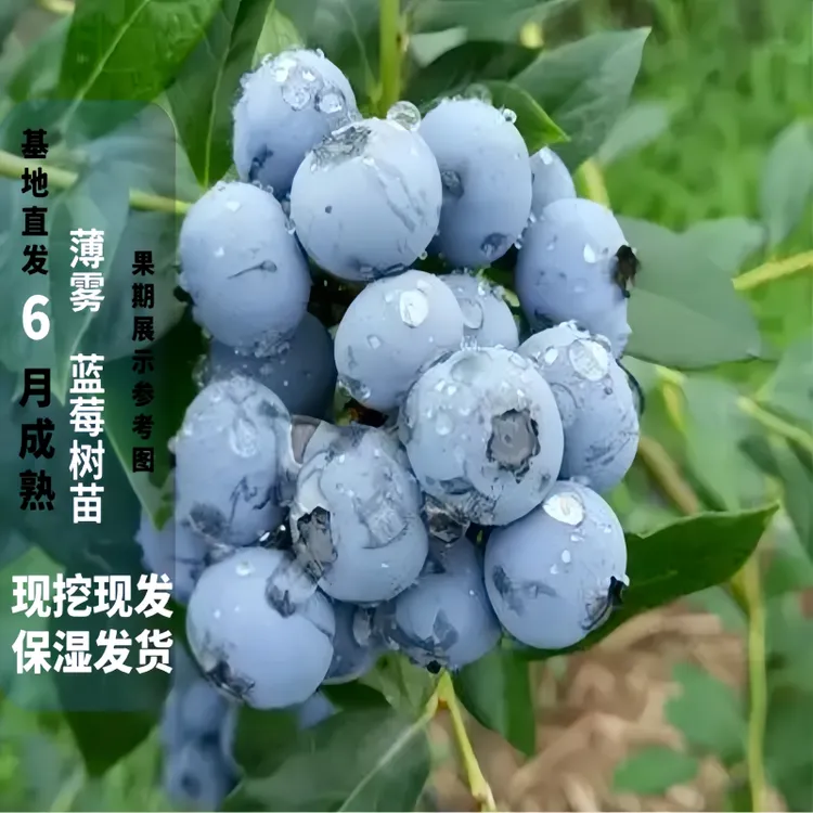 正宗薄雾蓝莓树苗花期带花果期带果盆栽地栽南北方种植云南贵州