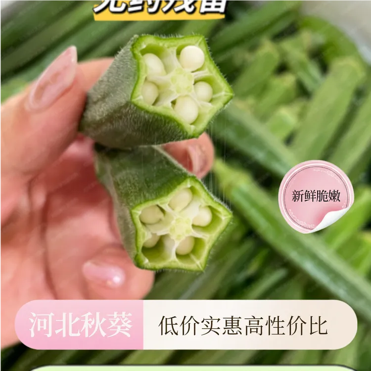 河北新鲜现摘秋葵农家种脆嫩羊豆角产地直发