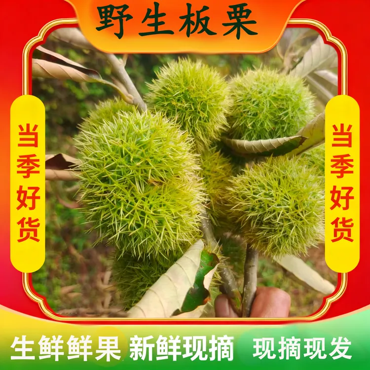 【慧姐专属】新鲜2025现摘板栗不带刺球发货生吃脆甜煮熟粉面香糯好剥皮