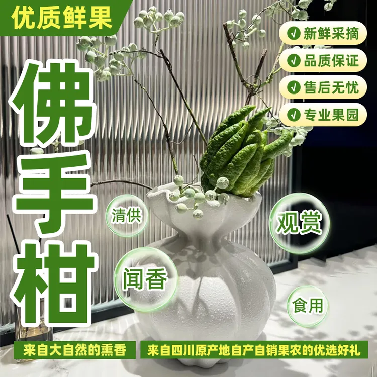 （精品+微瑕果）四川佛手带枝佛手柑可水养水培用于观赏佛手果闻香