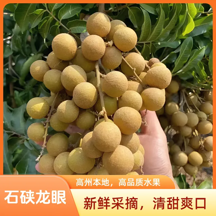 金牌龙眼之乡广东高州新鲜采摘石硖龙眼个头不大但肉厚爽脆清甜