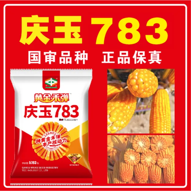 国审5783粒品种庆玉783高产玉米 株高矮  穗子大