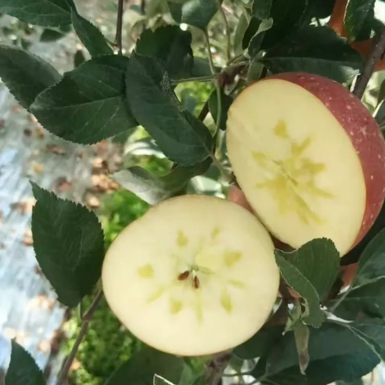 云南昭通苹果新鲜现摘冰糖心脆甜多汁水果