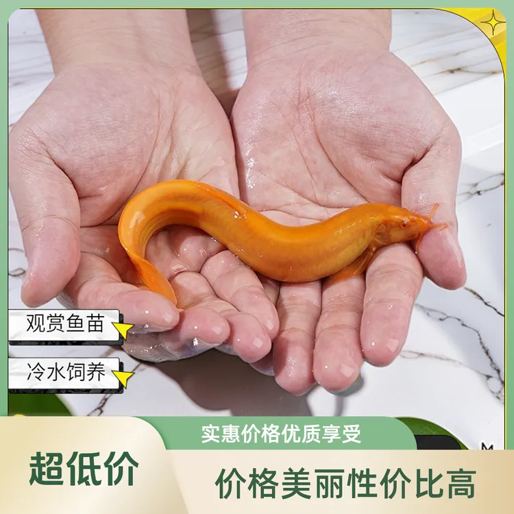 观赏冷水黄金泥鳅小金龙鳅鱼苗工具鱼清洁鱼不用打氧饲养混养