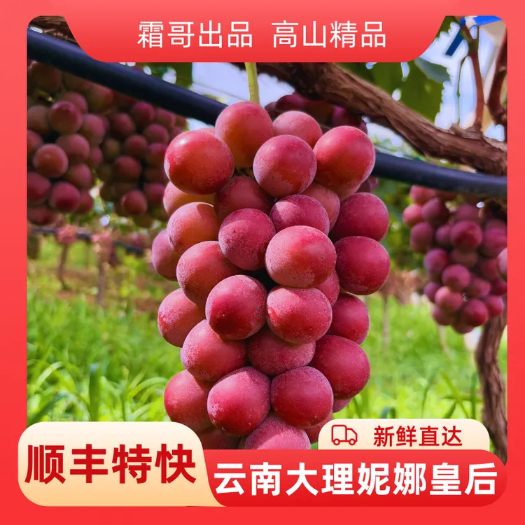云南大理宾川浓香浓甜无籽妮娜皇后红提葡萄现摘现发送礼顺丰包邮