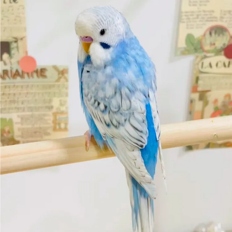 A驯化过的（大头）虎皮鹦鹉宠物鸟活体 可以户外放飞能学说话会技能