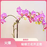悠花里蝴蝶兰【美猴王3.0寸】带花带花苞开花株