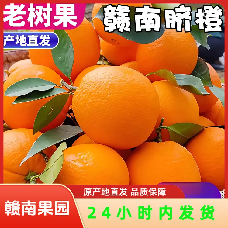 现摘正宗赣南早脐橙江西赣州当季水果新鲜橙子产地果园直发榨汁大