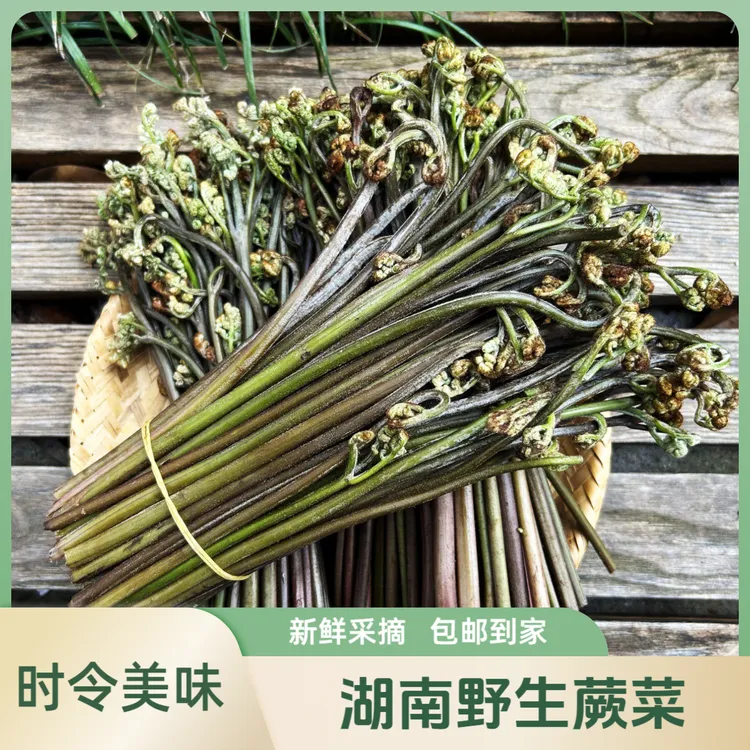 【新鲜蕨菜】湖南当季美味时令野菜新鲜采摘2斤/4斤包邮到家