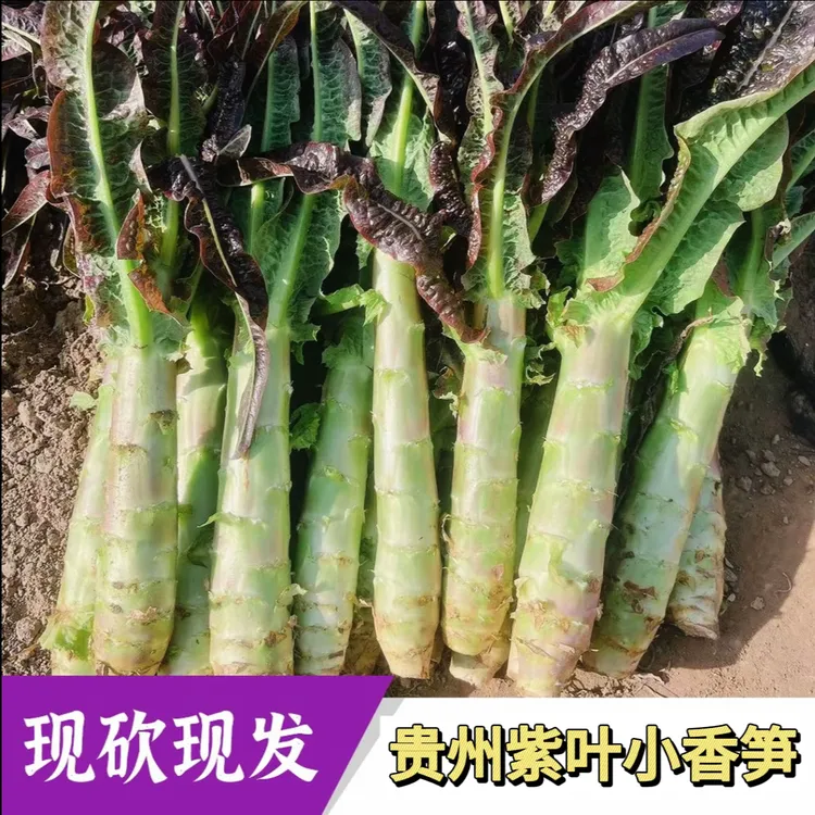 【紫叶莴笋】贵州农家自种新鲜现砍紫叶小香笋皮薄绿心时令蔬菜莴苣