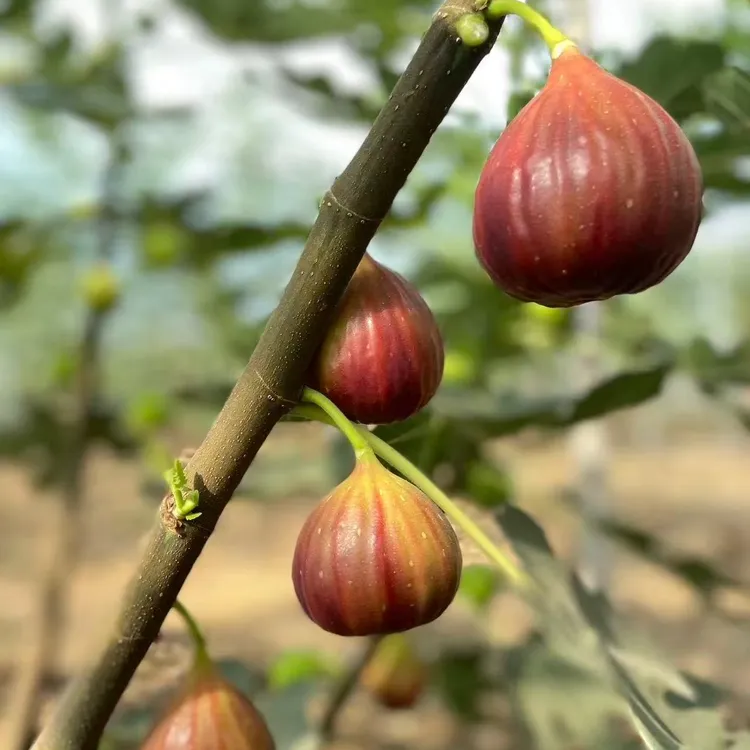 波姬红青皮无花果树果苗带果盆栽阳台庭院南北方可种植矮化耐寒