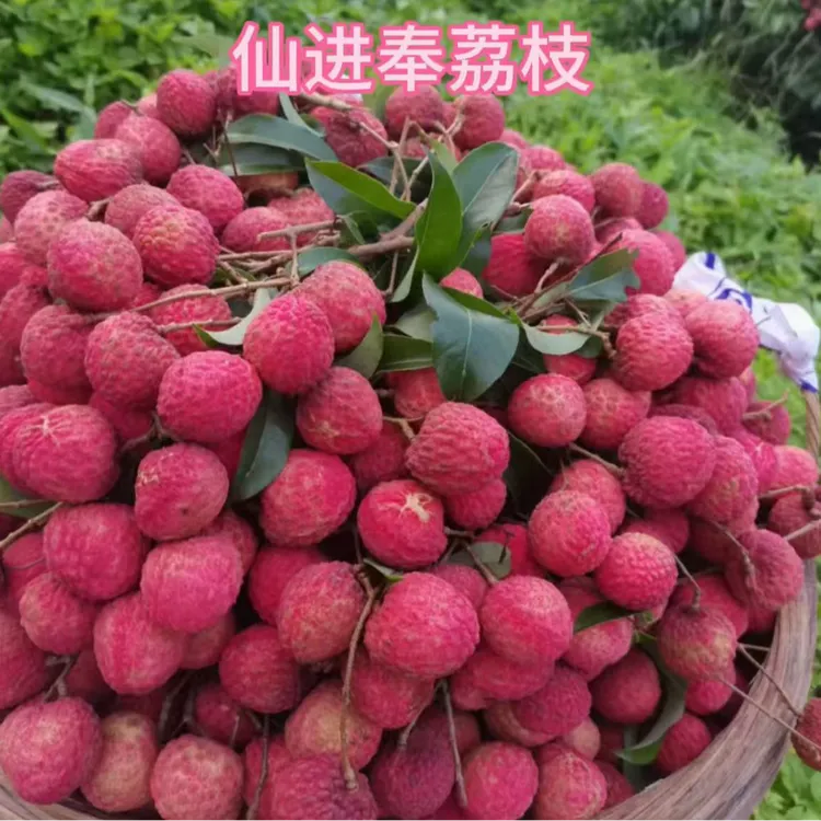 （中通冷链水果专线）正宗广西仙进奉荔枝5/10斤纯甜