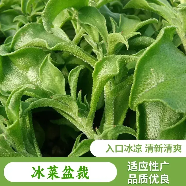 【冰菜种子】水晶冰草种籽四季种植易种易活盆栽地栽商品图