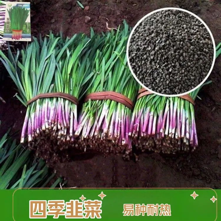 种子四季种籽子根红根宽叶根苗韭菜籽蔬菜苗籽种孑大叶籽大全