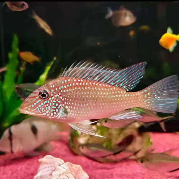 蓝甲马面关刀热带观赏鱼