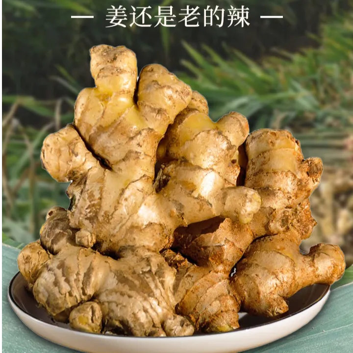 【罗平小黄姜两年老姜】云南高山高原生态新鲜现挖小黄姜生姜