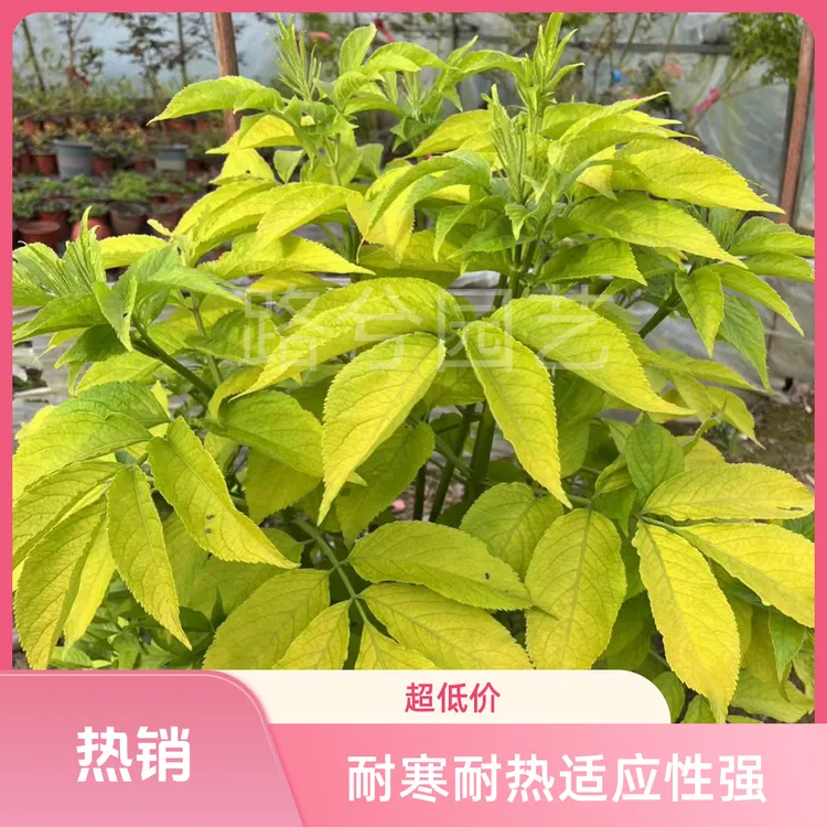 路兮小农民 金叶接骨木黄金塔庭院植物花园阳台绿植耐寒耐热宿根