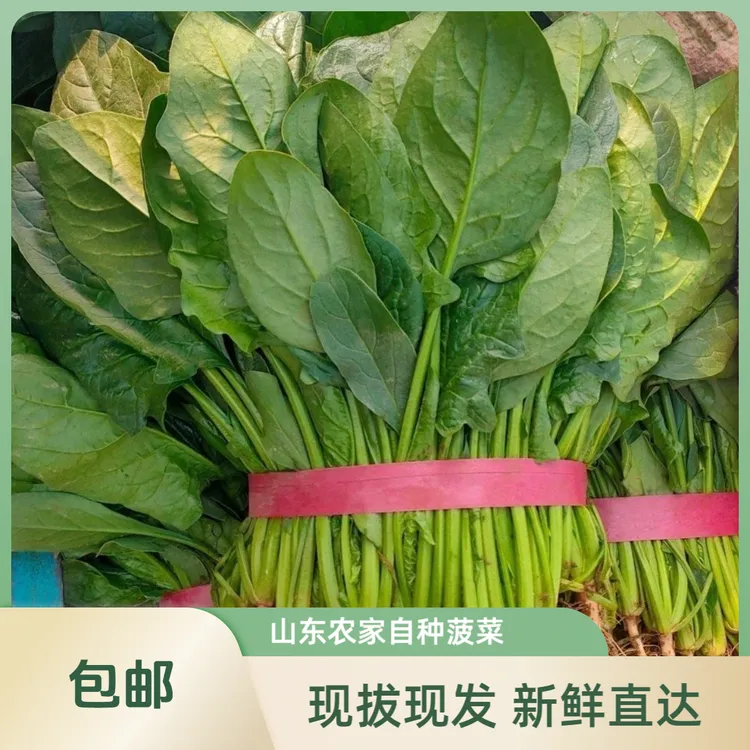 山东新鲜农家自种菠菜现拔现发