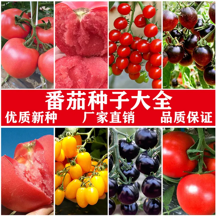 西红柿种子番茄籽菜园盆栽沙瓤酸甜红圣女樱桃小番茄蔬菜种孑大全