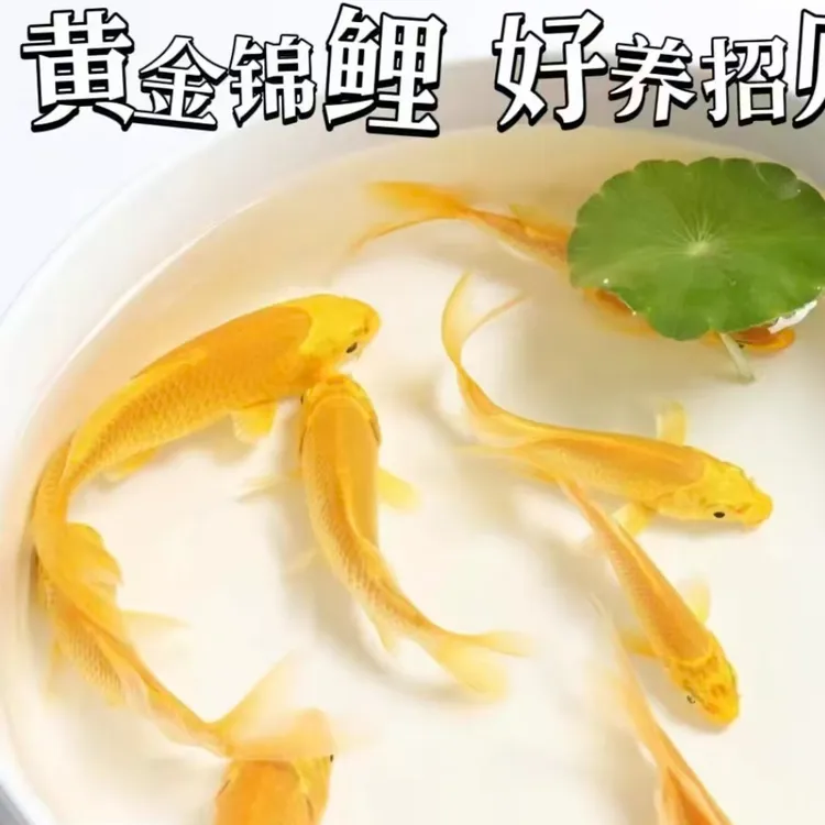 黄金锦鲤 渔场直发