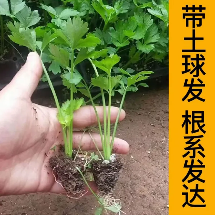 山东寿光优质芹菜苗浓香四季芹菜苗西芹苗阳台小院泡沫箱种植