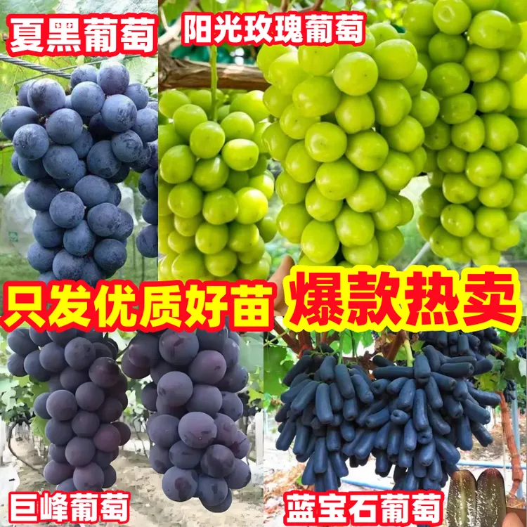 葡萄苗阳光玫瑰蓝宝石巨峰无籽葡萄南方北方种植耐寒耐旱盆栽地栽