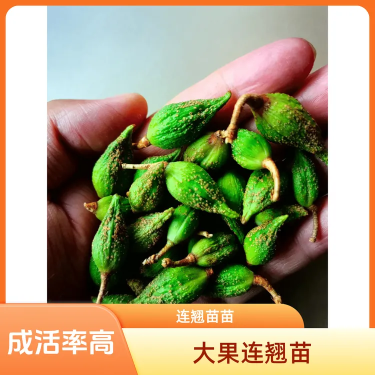 连翘苗5号大果连翘苗连翘酸枣种子树苗科研5号苗庭院盆栽批发中药