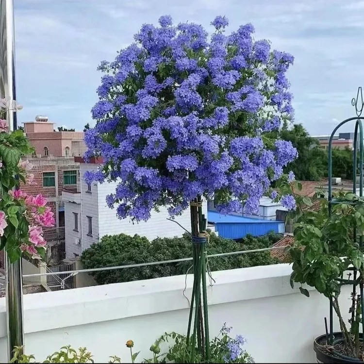 【蓝雪花棒棒糖高80到1米】独杆盆栽树桩开花好养带花苞带加仑盆