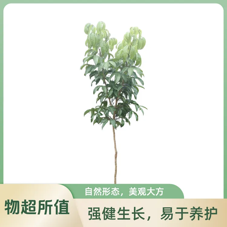 冰荔荔枝嫁接果苗：珍稀美味的传承，开启甜蜜种植新旅程