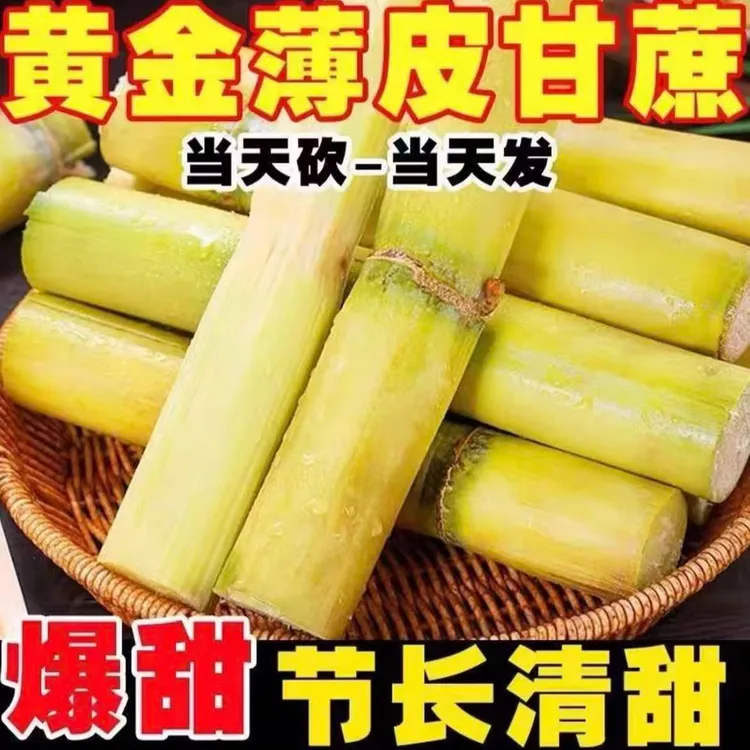 【顺丰包邮】广西正宗新鲜上市现砍现发甘蔗脆甜多汁当季水果