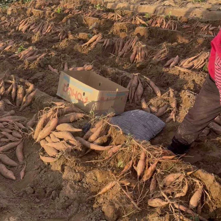 陕北沙地红薯（软糯香甜）包邮