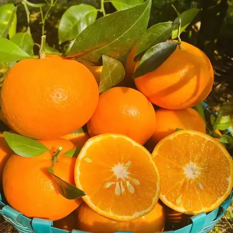 沃柑苗 沃柑柑橘苗 产量高 好管理 适合盆栽地栽