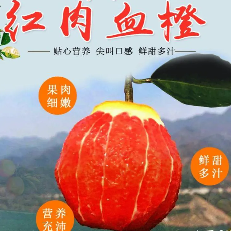 中华红精品果10斤